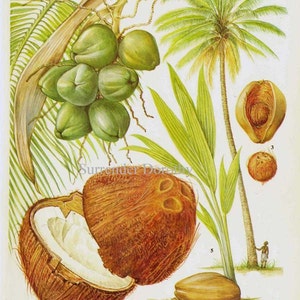 Coconut Palm Tree Tropical Fruit Chart Food Botanical Lithograph Illustration For Your Vintage Kitchen 19 image 2