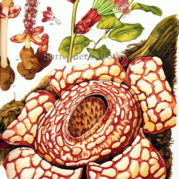 Raffleacae Rhizanthes Corpse Flower World's Most Stinky & Largest Flower South East Asia Botanical Exotica Vintage Lithograph 117