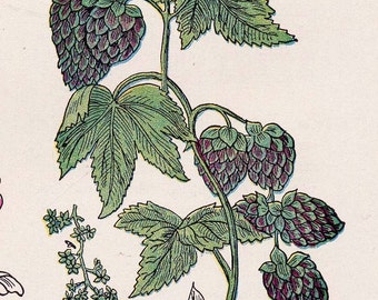 Hops Thornapple Spargel Marshmallow 1907 Heilpflanzen Kräuterpflanze Botanischer Druck