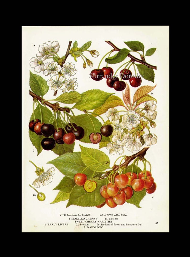 Cherry Reference Sweet Cherry Fruit Chart Food Botanical Lithograph Illustration for ...