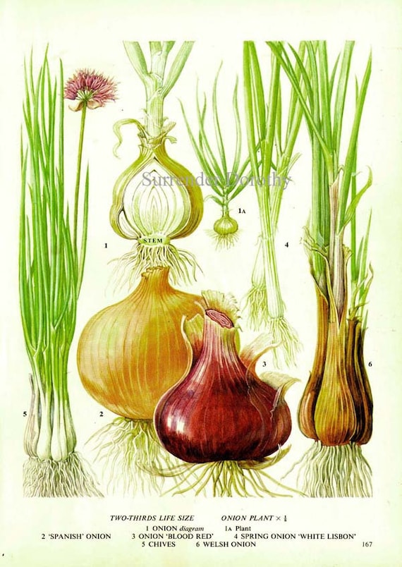 Onion Chart Vegetable Food Botanical Lithograph Illustration | Etsy