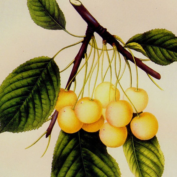 White French Guigne Cherry Prestele Vintage Agriculture Poster Print  Botanical Lithograph To Frame 46