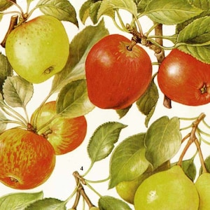 Grafico di frutta di mele e pere di sidro Illustrazione di litografia botanica alimentare per la tua cucina vintage 61