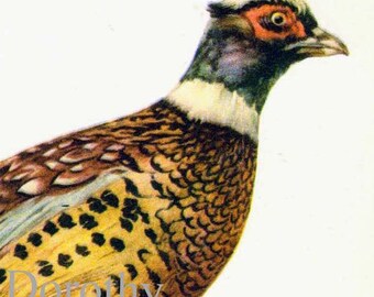 Ringed Pheasant Phasianus Torquatus Bird Ornithology Natural History Lithograph Print 1960s Illustration To Frame 30