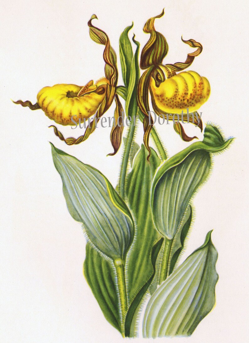 Yellow Lady/'s Slipper Botanical Print North American Wildflower Series Mid 1950s