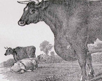 Stort Horn Cow & Bull 1892 Victorian Cattle Husbandry Antique Engraving European Agriculture Chart To Frame Black and White