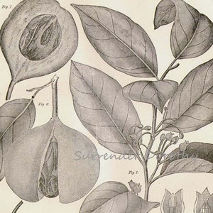 Muskatnussbaum Myristica Moschata 1892 Viktorianische Antike botanische Karte zum Rahmen Schwarzweiß