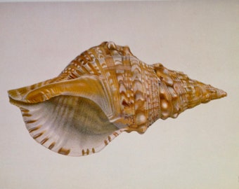 Saul's Triton Shell Conchology Natural History Seashell Lithograph Chart Poster Print To Frame 110