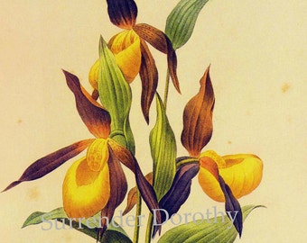 Yellow Lady's Slipper Redoute Vintage Illustration Wild Flower Lithograph Botanical Poster Print To Frame 33