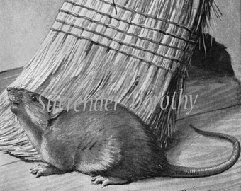 Brown Rat House Mouse Louis Agassiz Fuertes Rodent Lithograph Illustration 1950s Natural History