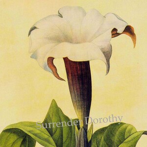 Thorn Apple Datura metel Deadly Poisonous Vintage Wildflower Redoute To Frame 108