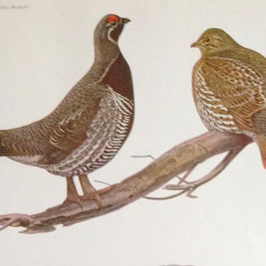May include: Two brown and white birds with red markings on their heads are perched on a branch. The bird on the left is facing forward, while the bird on the right is facing to the right. The background is white.