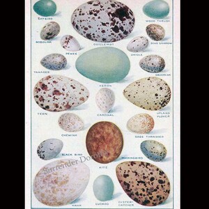 American Bird Eggs Color Lithograph Chart 1912 Edwardian Natural History Illustration To Frame image 3