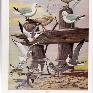 Gulls Terns Sea Birds Print Fuertes Vintage Natural History Lithograph Illustration To Frame 1955 image 3