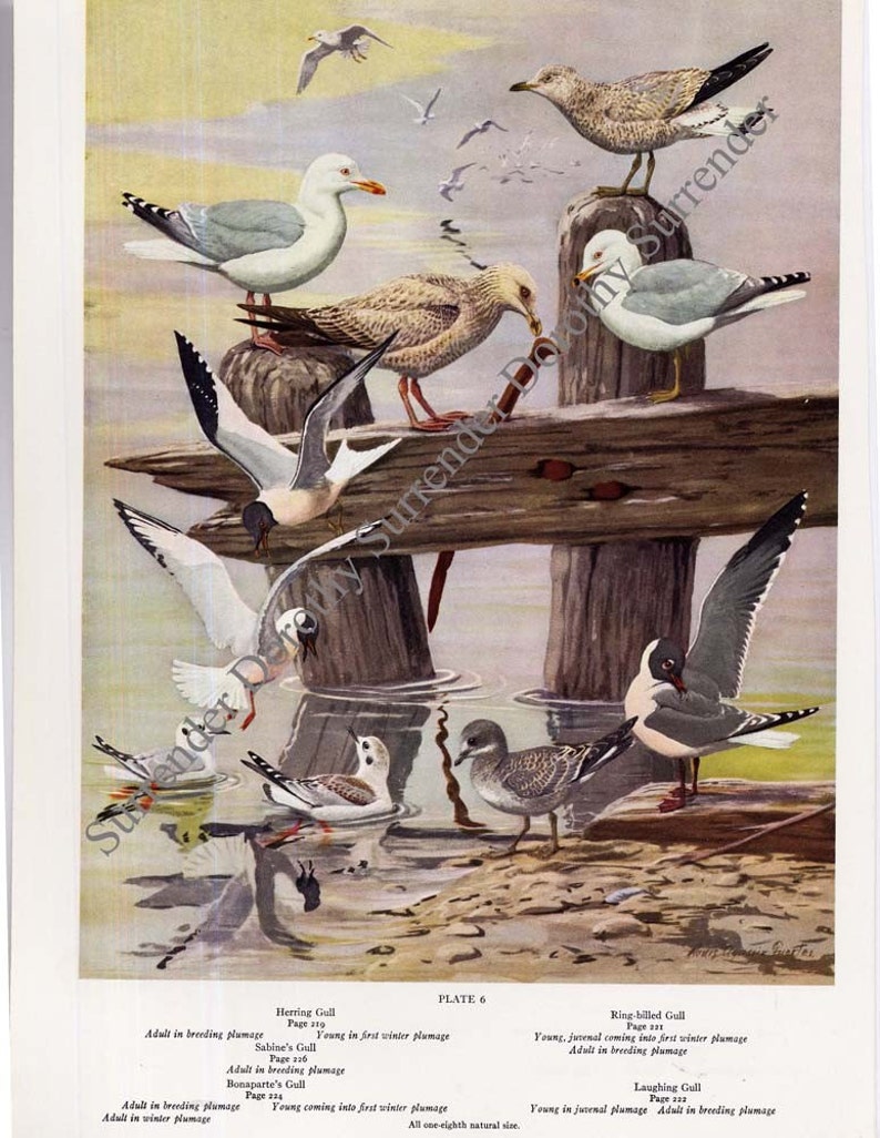Gulls Terns Sea Birds Print Fuertes Vintage Natural History Lithograph Illustration To Frame 1955 image 3