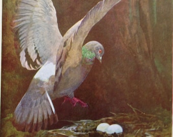 ROCK DOVE European Birds Lithograph Chart To Frame 1960s British Ornithology 91