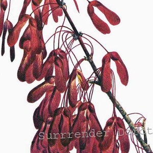Carolina Red Maple, Red Buckeye Vintage 1955 Botanical Lithograph Art  Print To Frame 216