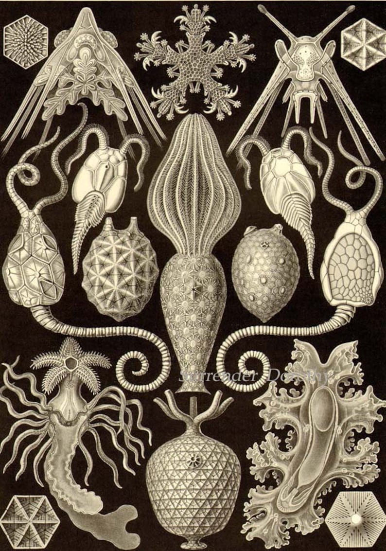 Sea Worms Chaetopoda Haeckel Print Vintage Natural History Oceanography Victorian Scientific Lithograph To Frame
