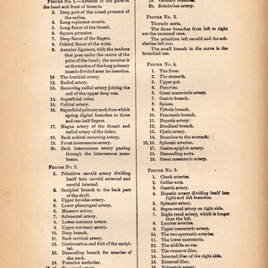 Circulatory System Arteries Human Anatomy 1908 Original Edwardian Era Antique Medical Chart Five Views Black & White image 4