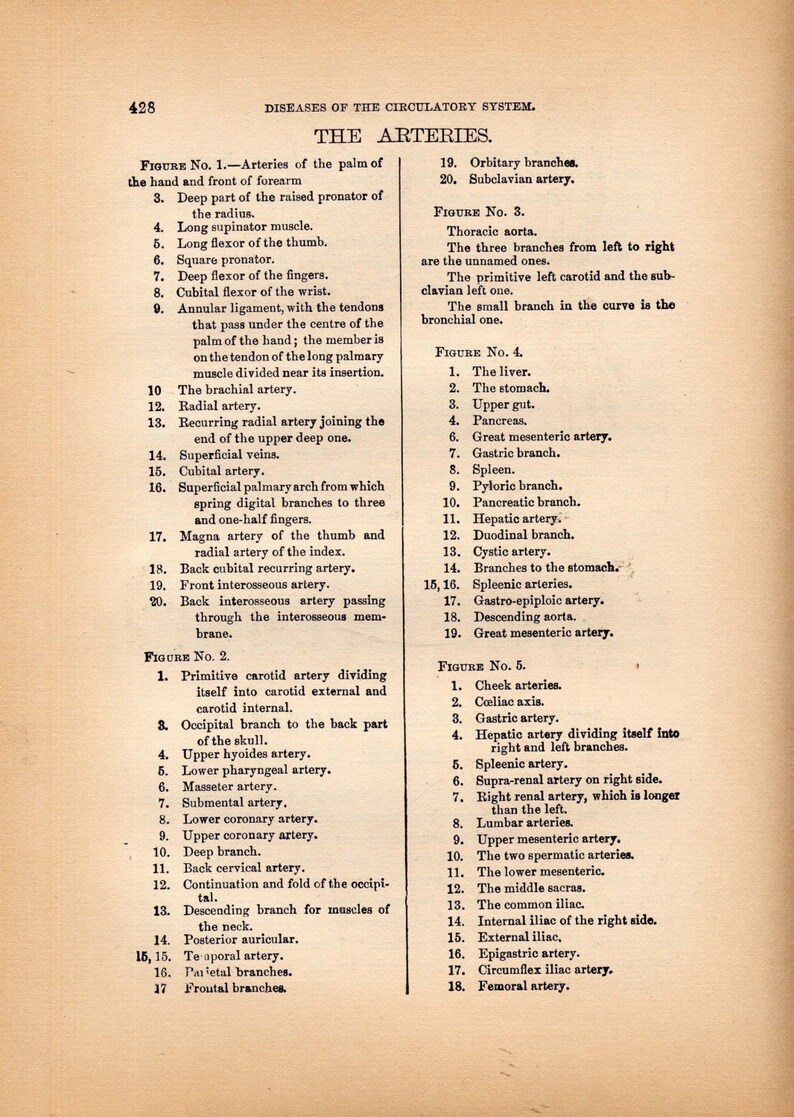 Circulatory System Arteries Human Anatomy 1908 Original Edwardian Era Antique Medical Chart Five Views Black & White image 4