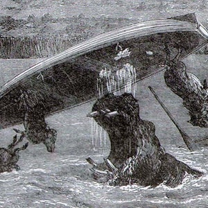 Rasande attack, afrikansk flodhäst, 1887, vintage viktorianskt äventyr, naturhistorisk gravyr till ram