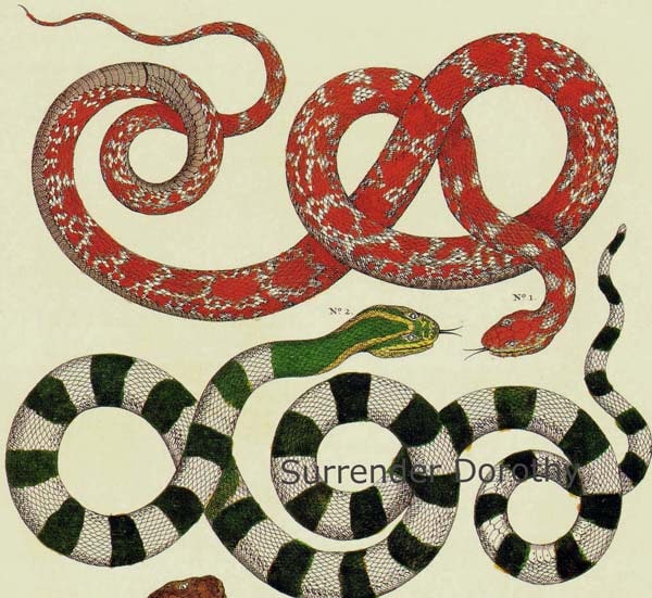 snake出品　直筆資料セット Asian Twisted Snakes Serpent Herpetology LARGE Seba Natural