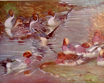 Pintail Ducks Courting Water Birds Lithograph Chart To Frame 1960s European Ornithology Fowl 161