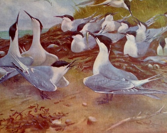 SANDWICH TERNS European Sea Birds Lithograph Chart To Frame 1960s British Ornithology Seabird 103