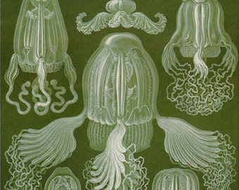 Cubical Jellyfish Medusa Cubomedusae Sea Wasp Haeckel Print Vintage Natural History Oceanography Victorian Scientific Lithograph To Frame 78