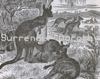 Kangaroo Family Australia Wild Animals Vintage Victorian Natural History Engraving To Frame 1887 Black & White