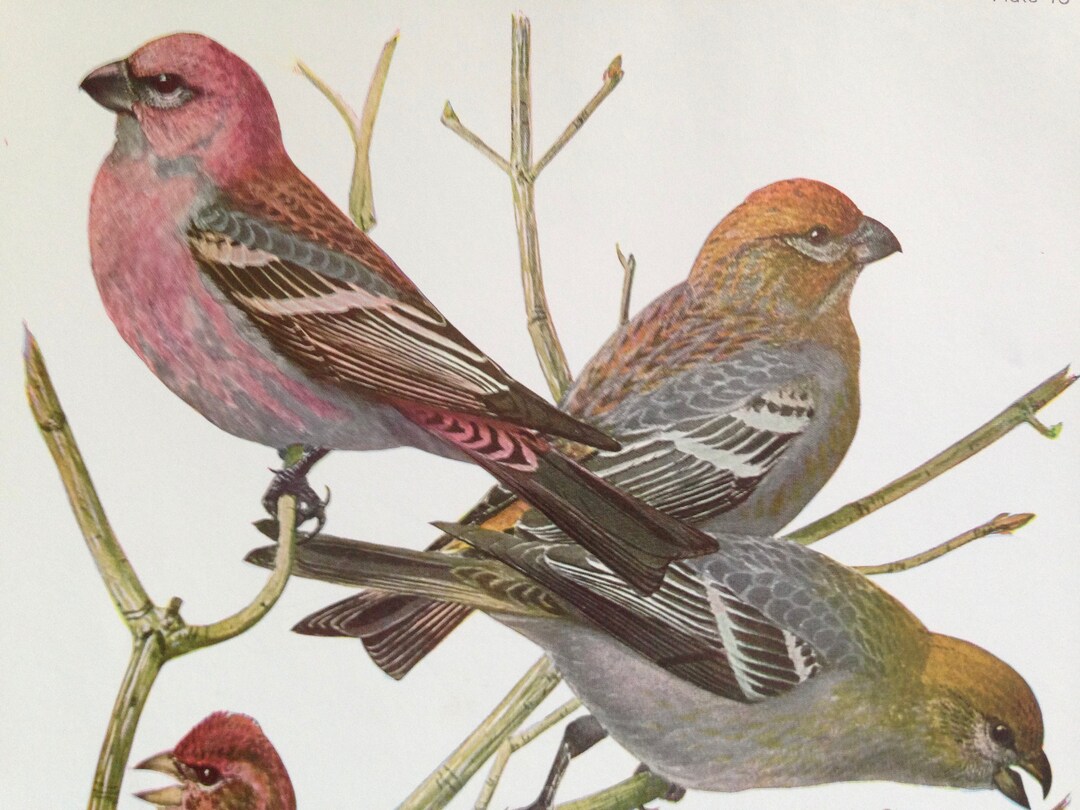 Pine Grosbeak Purple Finch Birds Ornithology Lithograph Chart to Frame
