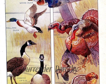 Autumn Game Birds Vintage Lithograph Chart 1912 Edwardian Natural History Illustration To Frame
