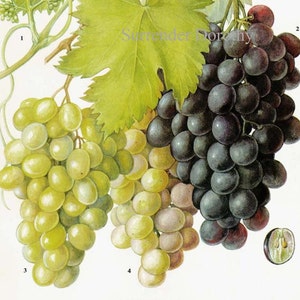 Trauben Weinberg Obst Chart Essen Botanische Lithographie Illustration Für Ihre Vintage Küche 91