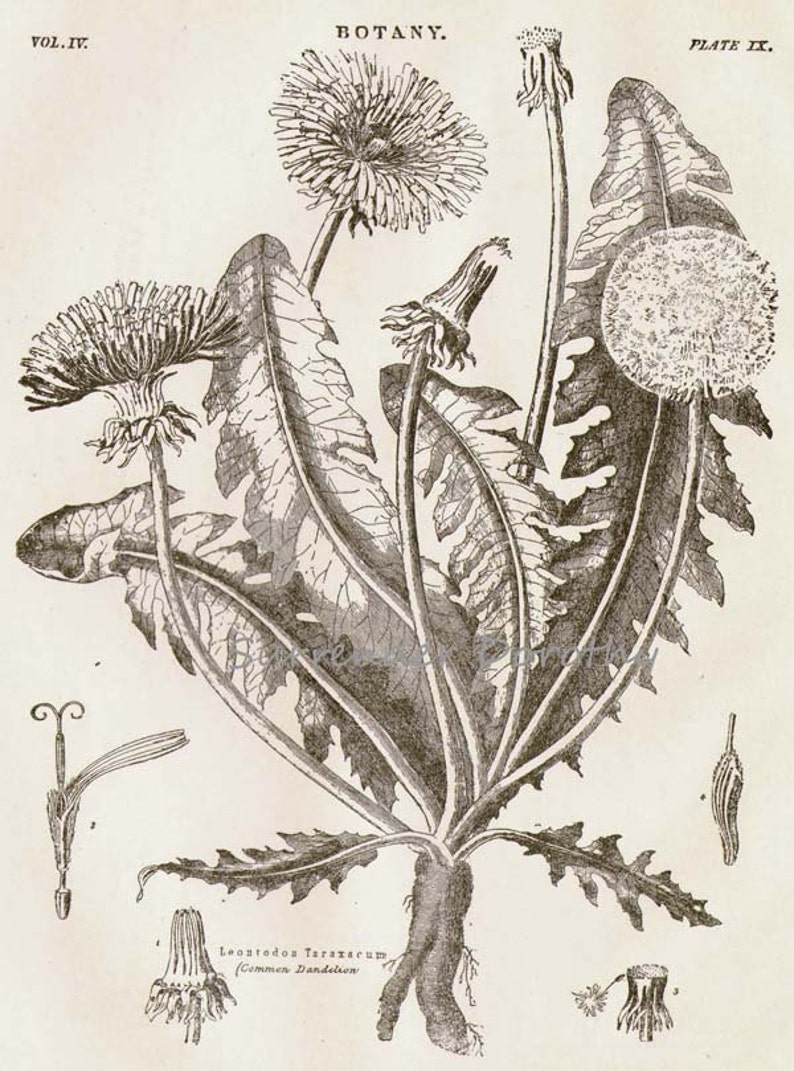 Dandelion Flower Plant Liontrodon Taraxacum 1892 Victorian Antique Botanical Herbalist Chart To Frame Black /& White