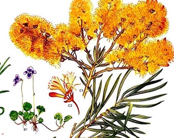 Nuytsia Floribunda Christmas Tree Plant Australia Botanical Exotica 1969 Large Vintage Illustration To Frame 135