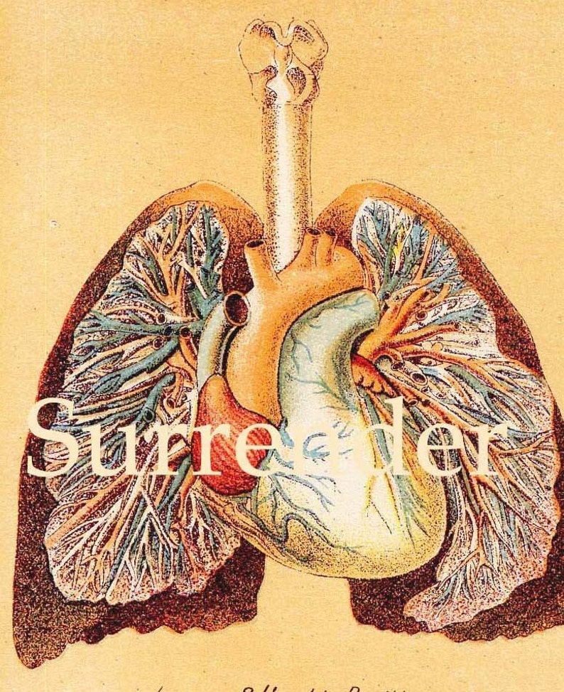 Human Anatomy Heart Liver Stomach Lung Vintage Medical Lithograph Chart 1908 Original image 2