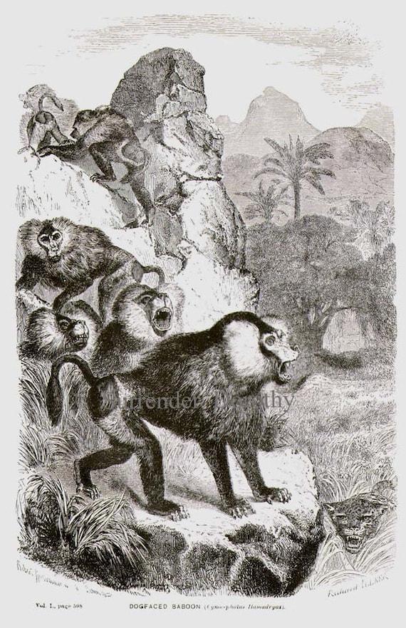 黄色い犬顔のヒヒ アフリカの猿 霊長類 ビクトリア朝時代 1870 年代