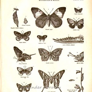 Butterflies & Moths XXIX 1892 Victorian Entomology Antique Chart of ...