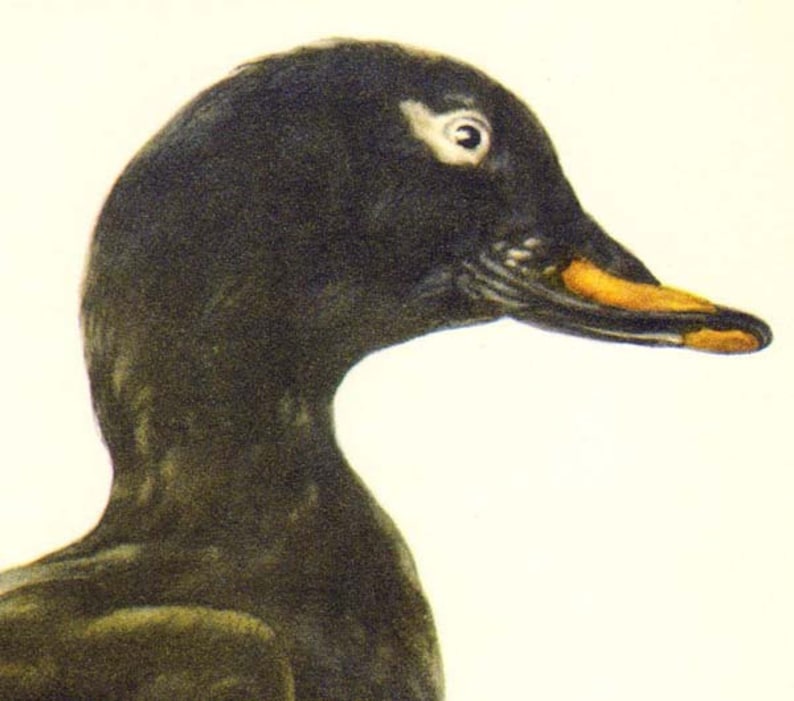 Velvet Scoter Duck Melanitta Fusca Bird Ornithology Natural Etsy
