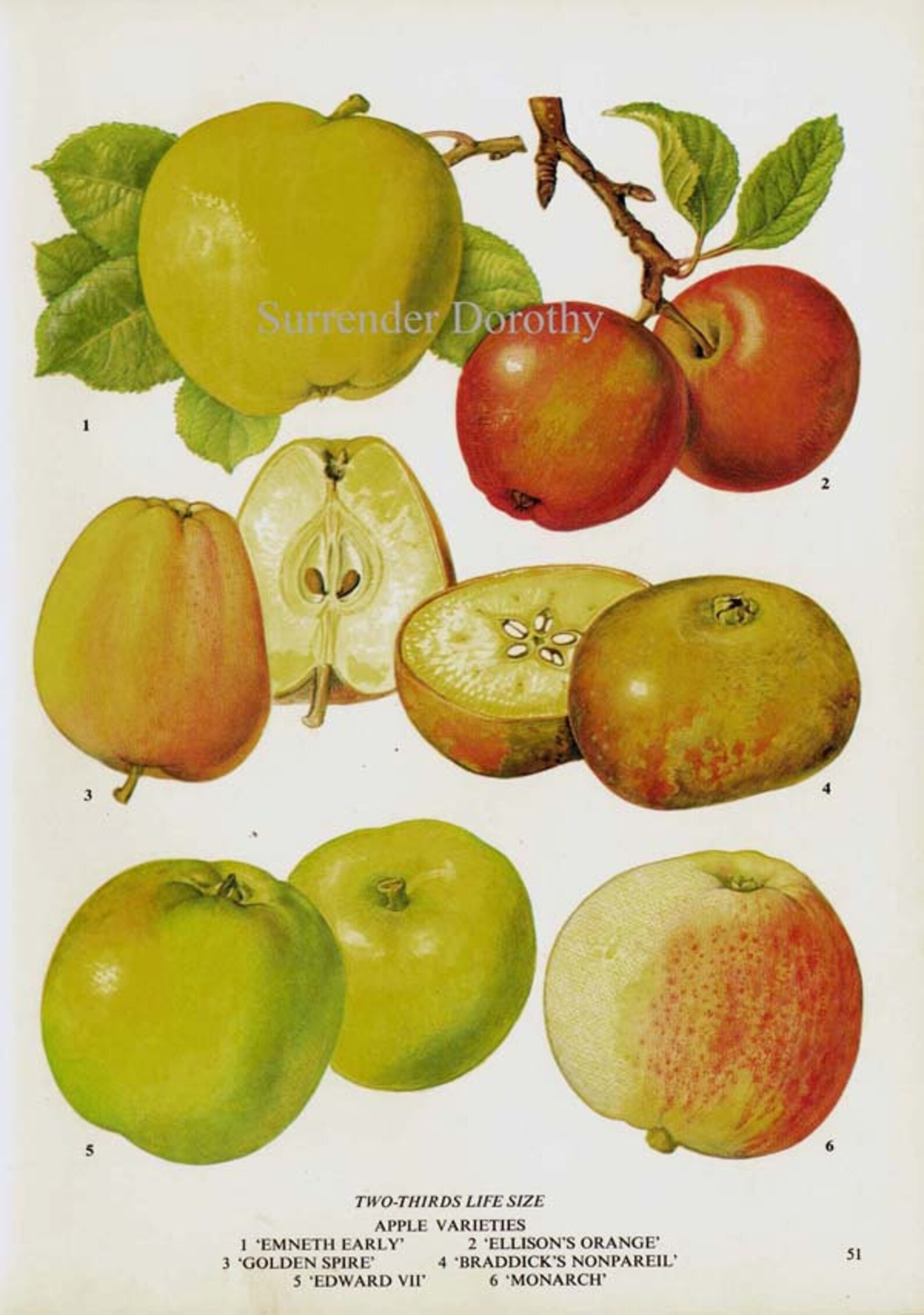 Wild Heirloom Apple Chart Fruit Flowers Botanical Lithograph Etsy