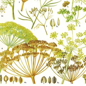 Dill Cumin Fennel Coriander Spice & Herb Chart Plant Flowers Food Chart  Botanical Lithograph Illustration For Your Vintage Kitchen 139