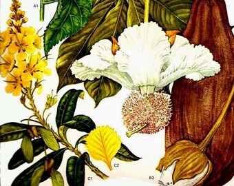 Baobab Tree Flowering Plants South Africa Vintage Botanical Exotica Poster Print Litho Illustration To Frame 76