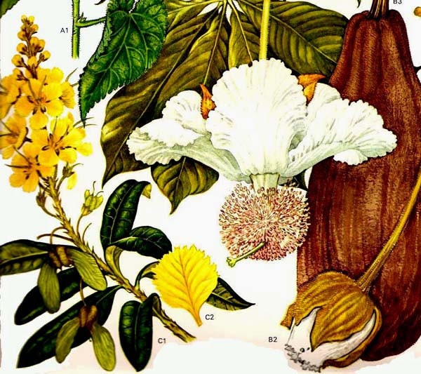 モ188【即決・送料無料】Botanical Baobab CD / ボタニカル バオバブ
