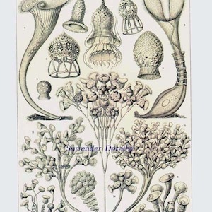 Diatomées Haeckel Microbiologie Imprimer Histoire naturelle Océanographie Victorienne Lithographie scientifique à encadrer image 3