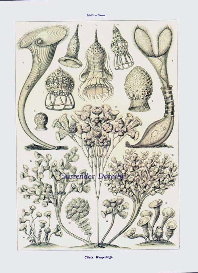 Diatomées Haeckel Microbiologie Imprimer Histoire naturelle Océanographie Victorienne Lithographie scientifique à encadrer image 3