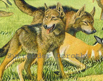 Timber Wolf Coyote & Dingo Dog Louis Agassiz Fuertes 1910 Original Edwardian Antique Lithograph To Frame