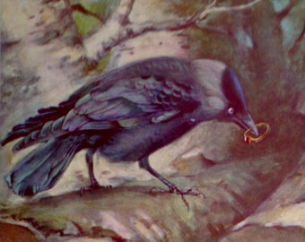 Jackdaw Hiding A Ring Bird Lithograph Chart To Frame 1960s European Ornithology 4