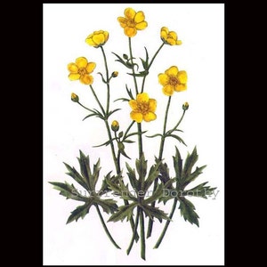 Buttercup Ranunculus Acris Vintage 1955 Botanical Lithograph Art Print To Frame 117 image 4