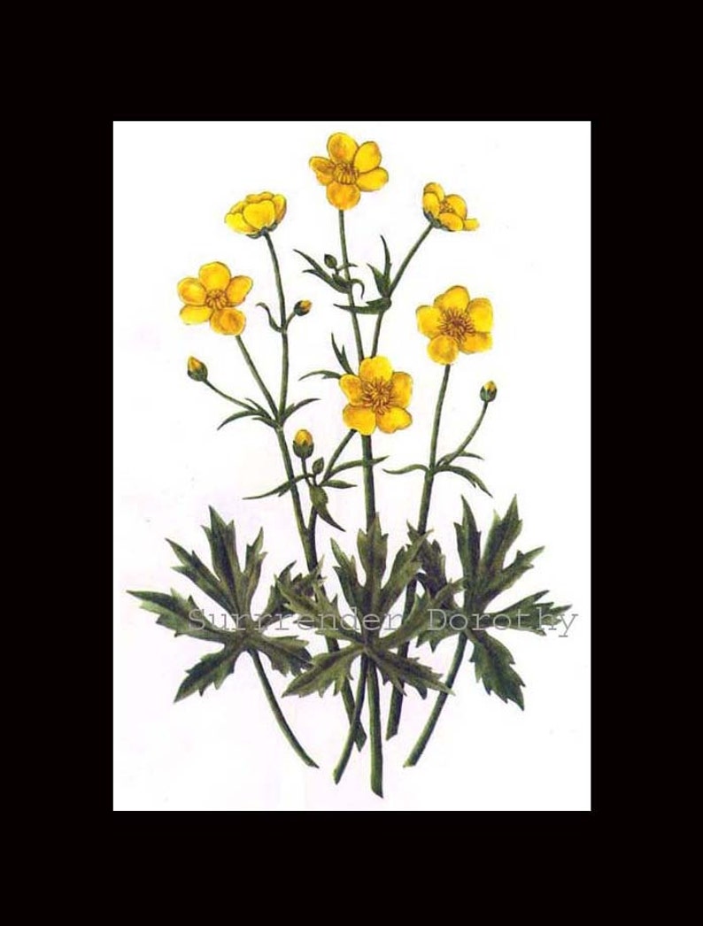 Buttercup Ranunculus Acris Vintage 1955 Botanical Lithograph Art Print To Frame 117 image 4