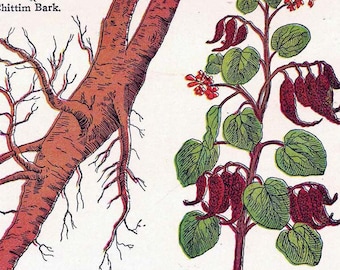 Sandalwood Chittim Stone Root Ague Healing Medicinal Plants 1907 Edwardian Herbalist Chart Lithograph To Frame I